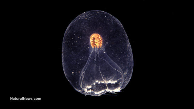 Jellyfish populations