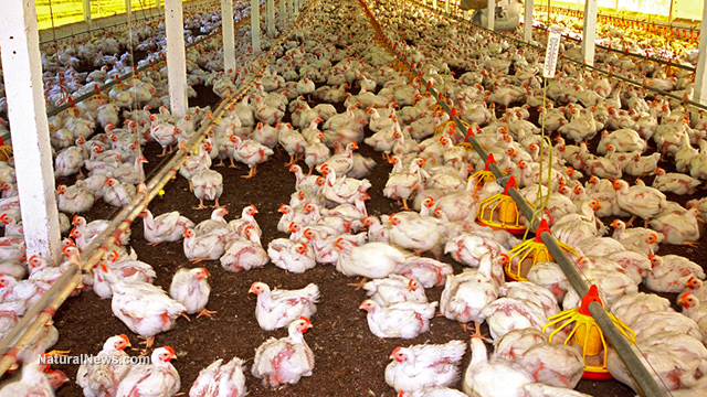 Chicken factories