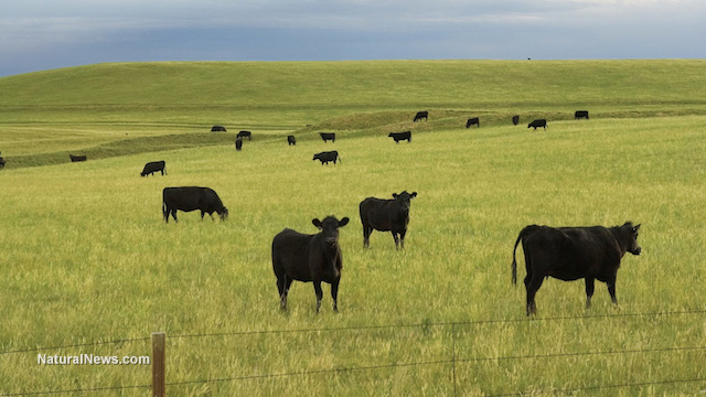 Rotational grazing