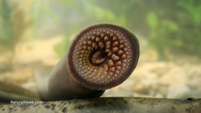 Lamprey eels