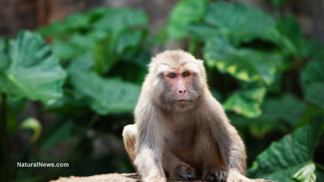 Genetically engineered monkeys