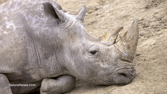 Northern white rhino