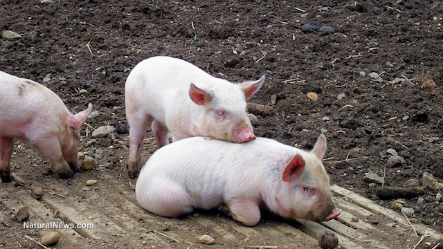 Miniature pigs