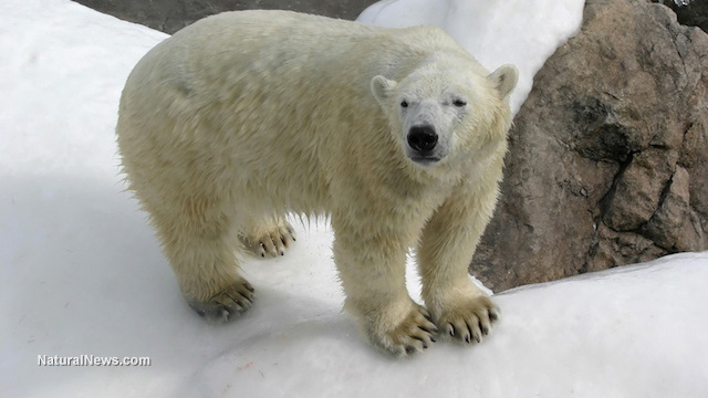 Alaskan polar bears