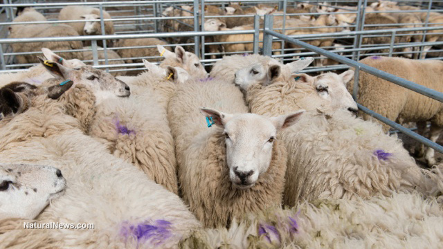 Sheep farts