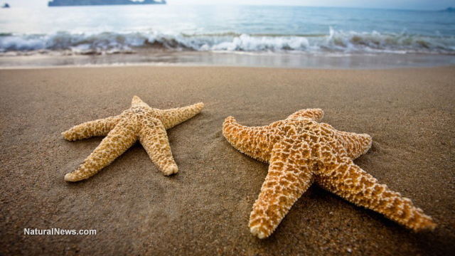 Starfish suicide