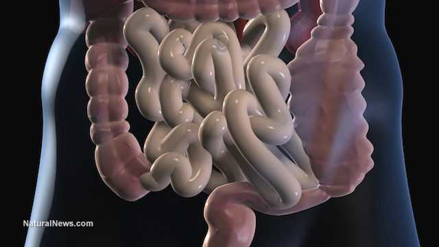 Gut flora