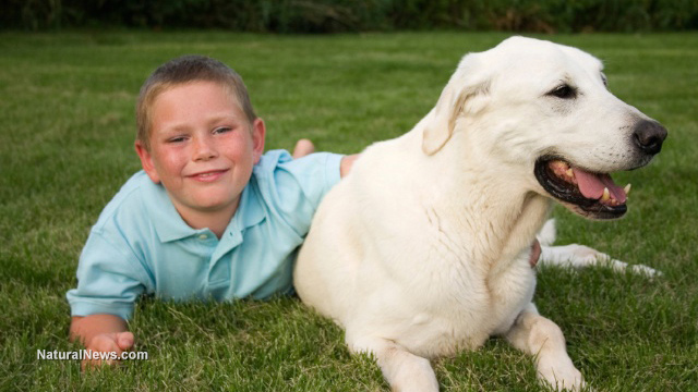 Service dogs