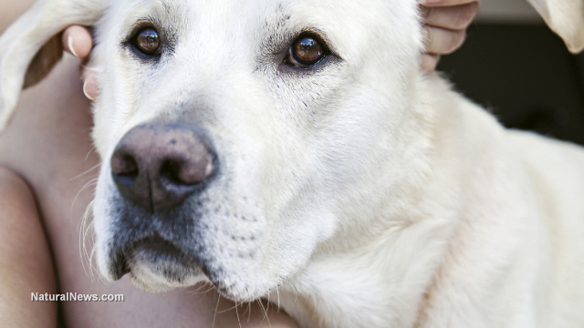 Family dog shootings