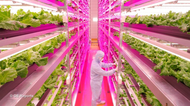 Indoor vegetable farms