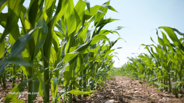 GMO corn