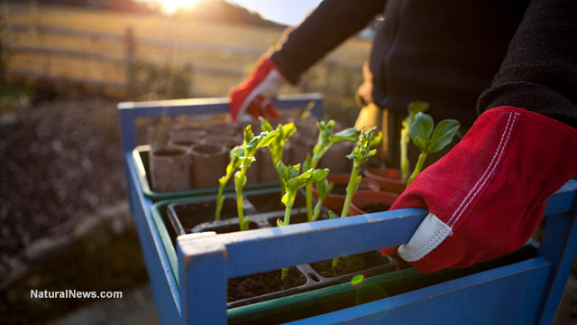 Gardeners