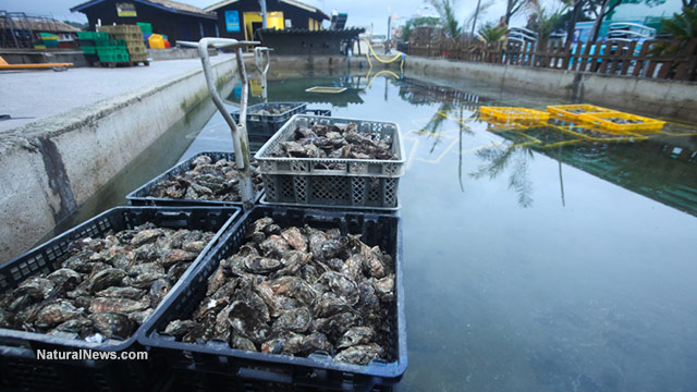 Oyster farmers