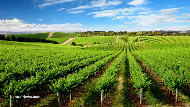 Wine vineyards