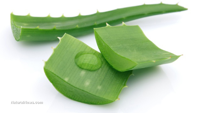 Aloe vera