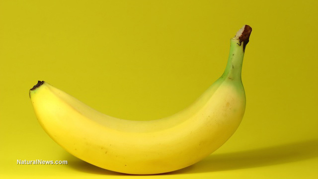 GM bananas