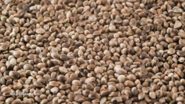 Hemp seeds