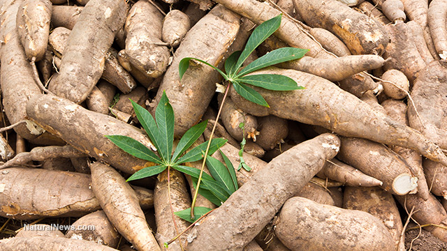 Cassava