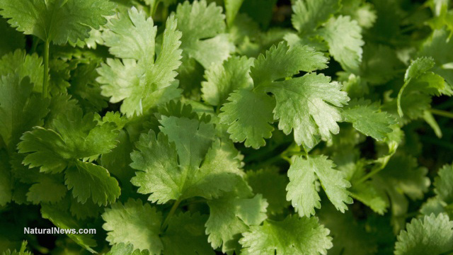 Cilantro