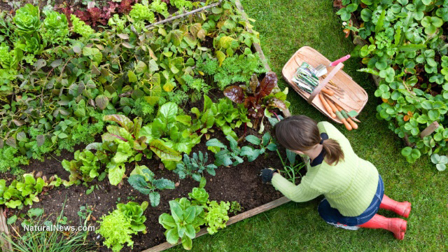 Vegetable garden