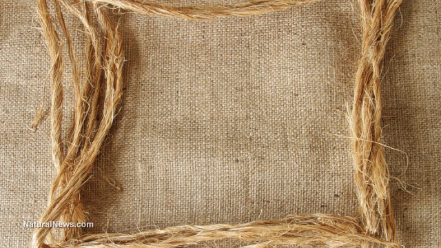 Hemp fiber