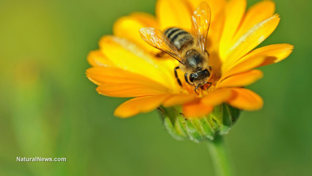 Insect pollinators