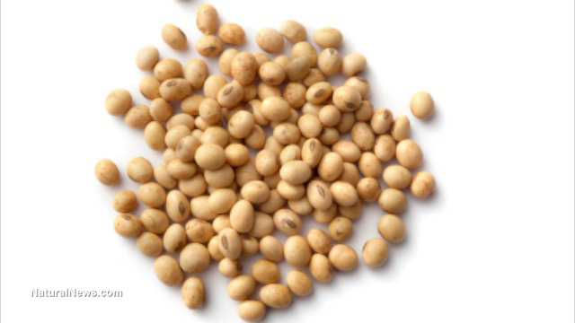 Organic soybean oil