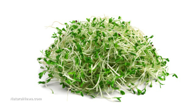 Broccoli sprouts