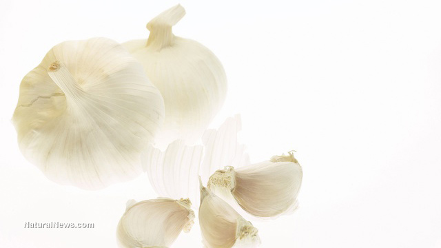 Garlic