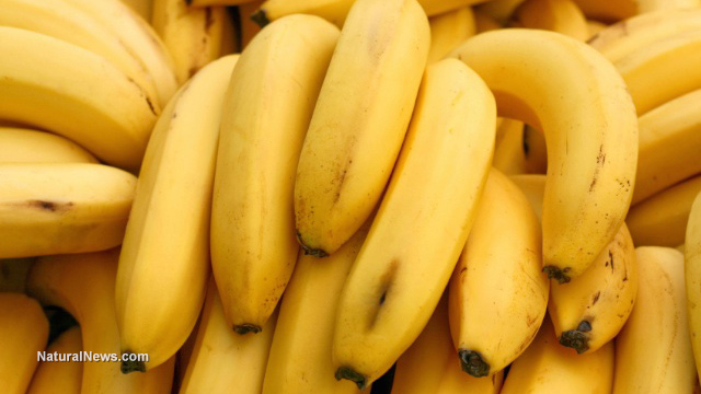 GM bananas