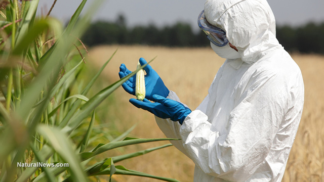 GMO crop yields