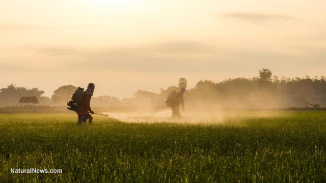 Dicamba