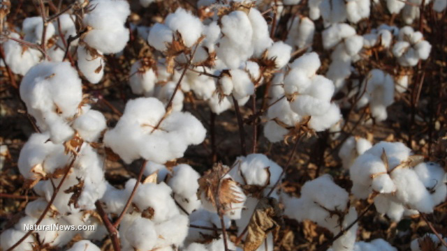 Bt cotton