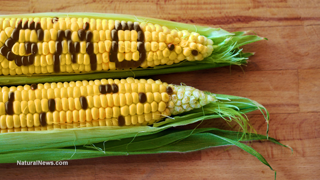 Genetically modified corn