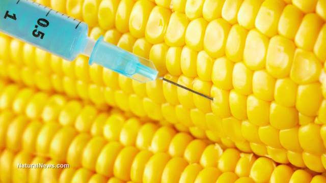 GMO corn fields