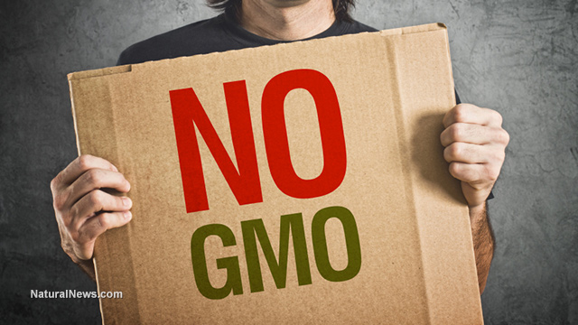 GMO article