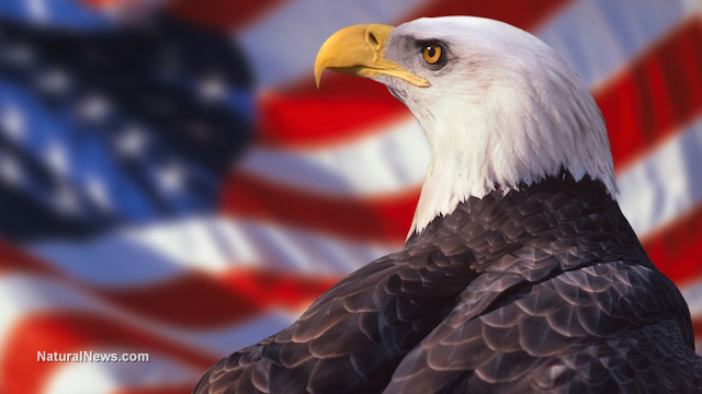 What's killing the bald eagles? Mysterious circumstances surround the ...