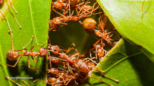 Ant infestations