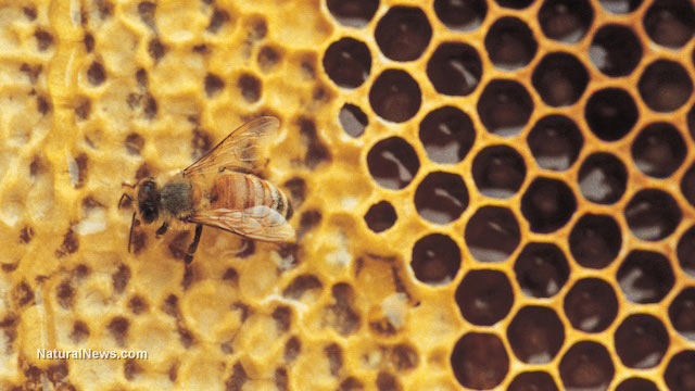 Colony collapse disorder