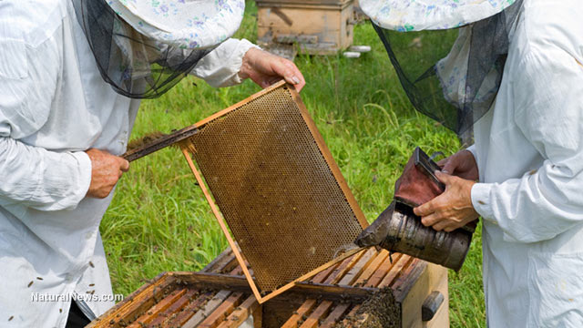 Bee colonies