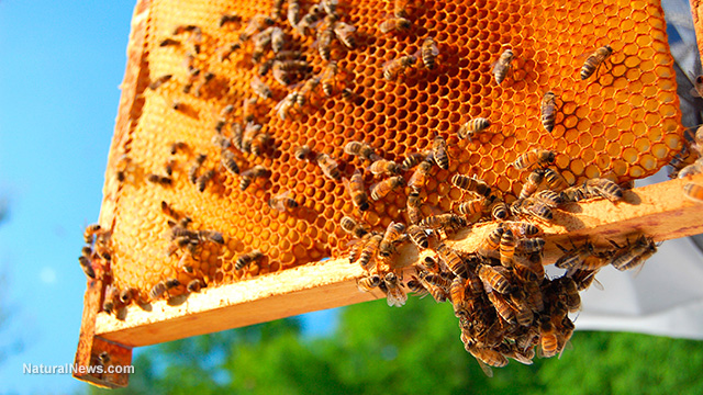 Bee populations