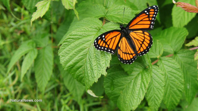 Monarch butterflies