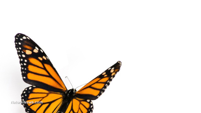 Monarch butterfly