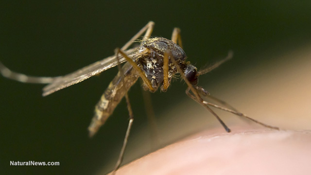 Malaria vaccines