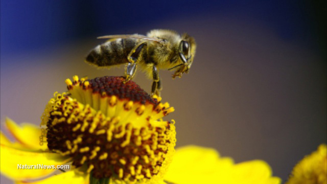 Honeybee populations