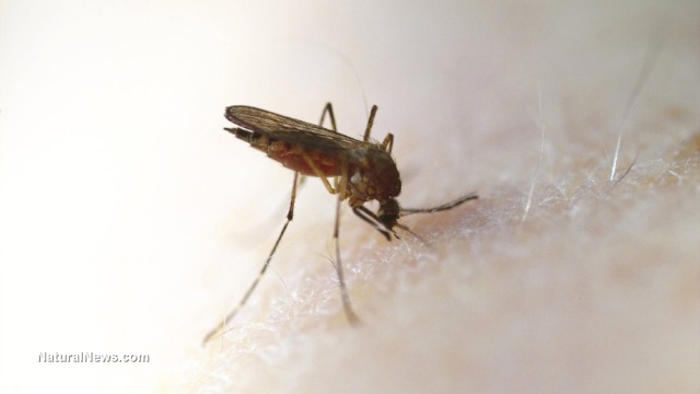 Biotech mosquitoes
