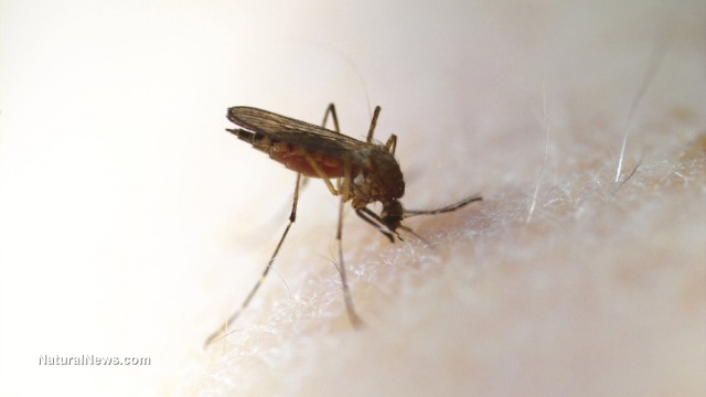 Chikungunya