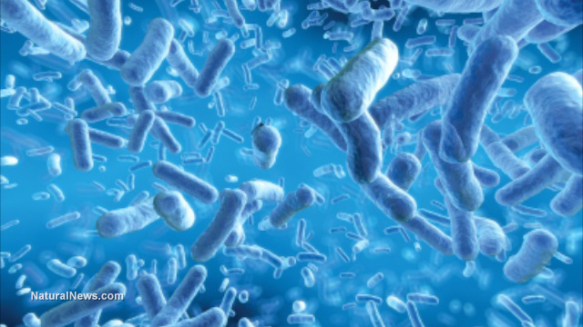 Gut flora