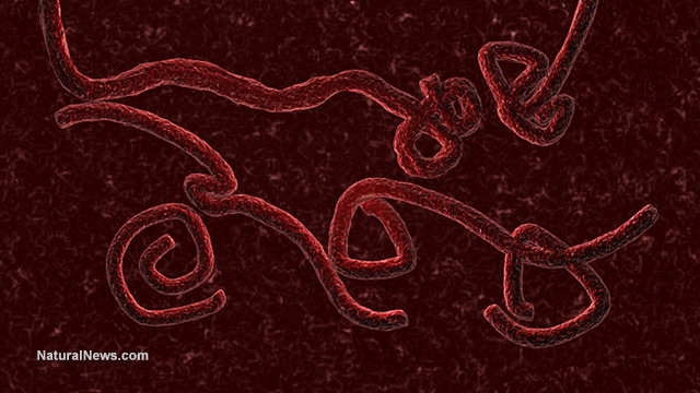 Ebola transmission