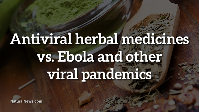 Antiviral herbs